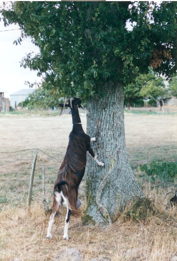 Chèvre poitevine dressée contre un arbre - collection Dr Cornelis Naaktgeboren