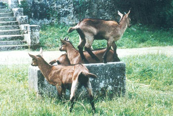 Sente de la chèvre qui bâille : Cabrioles de quatre chevrettes sur muret - Antoine Meunier, 1991