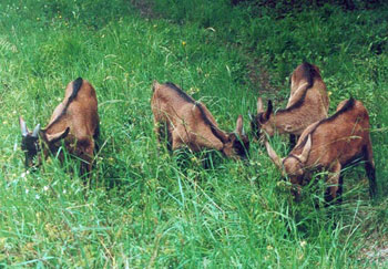 Sente de la chèvre qui bâille : Quatre cabris se rgalent dans l'herbage - Antoine Meunier, 1991