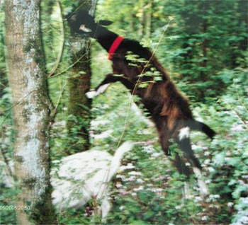 Sente de la chèvre qui bâille : Mimi et Blanchette, le saut - Marie-Noëlle, 2004
