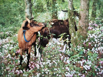 Chèvres : Mimi et Lala - les délices du bois - Marie-Noëlle, 2004