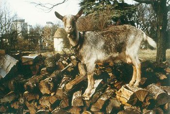 Sente de la chèvre qui bâille : Bichette sur un tas de bois en hiver - Félix Domec, 1985